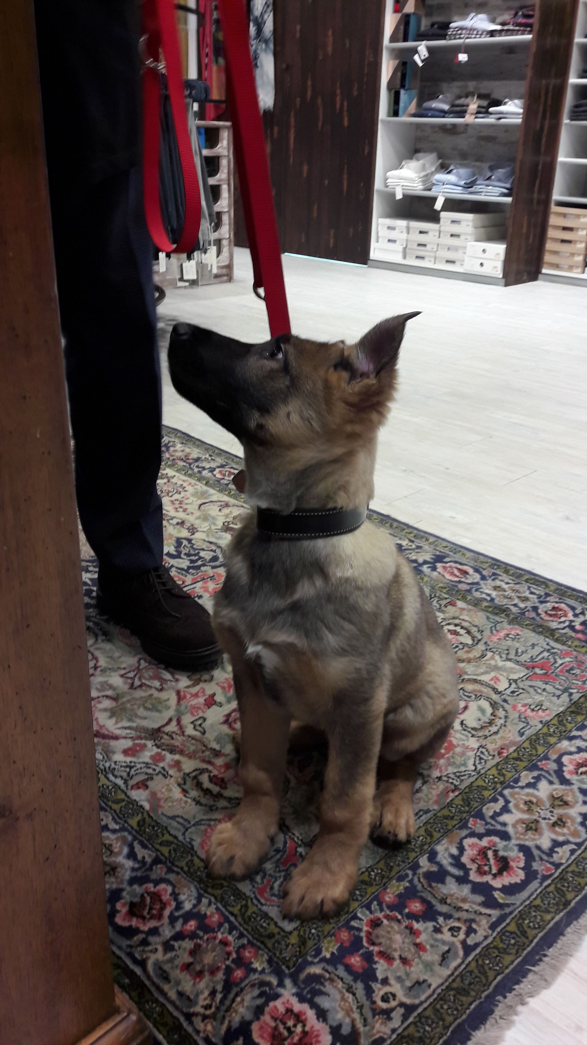 Armeria Scaravelli Emilio e C. - © Photo by Laura Scaravelli