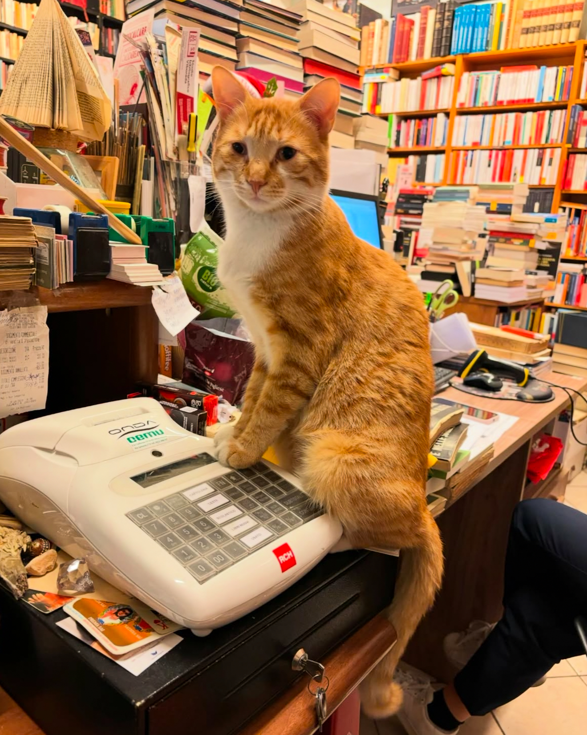 La fenice - © Photo by G F