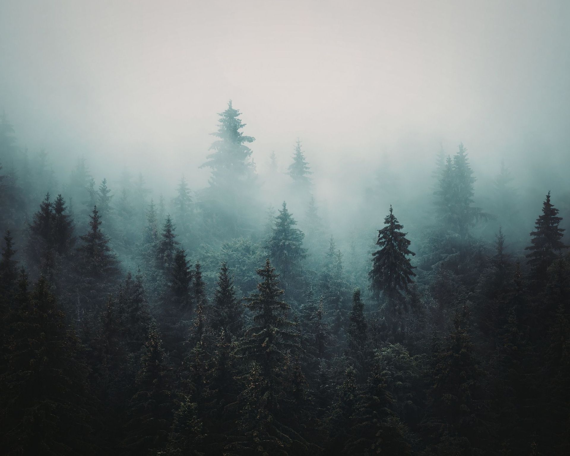 alberi nella nebbia