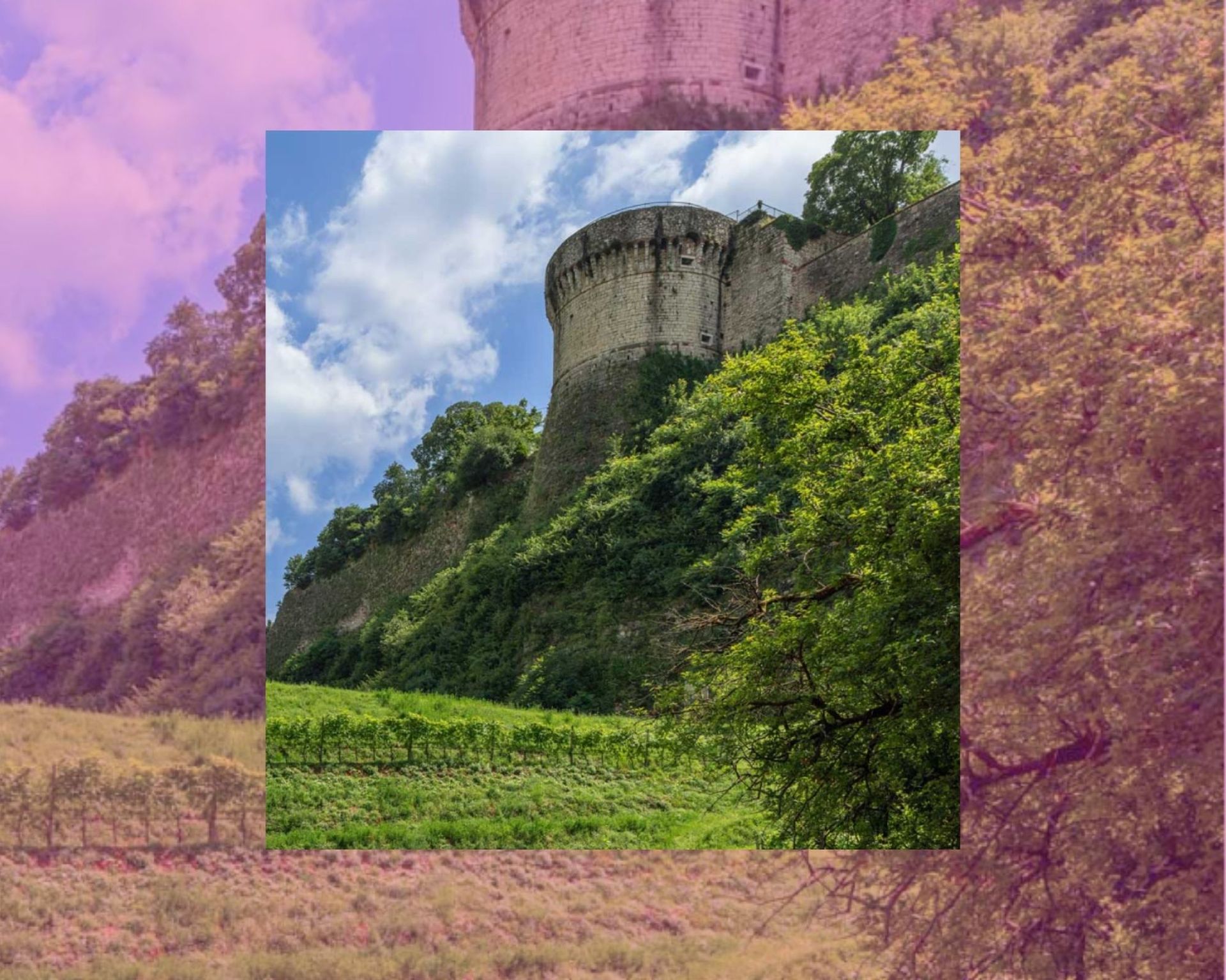 camminata nel vigneto con degustazione di vini