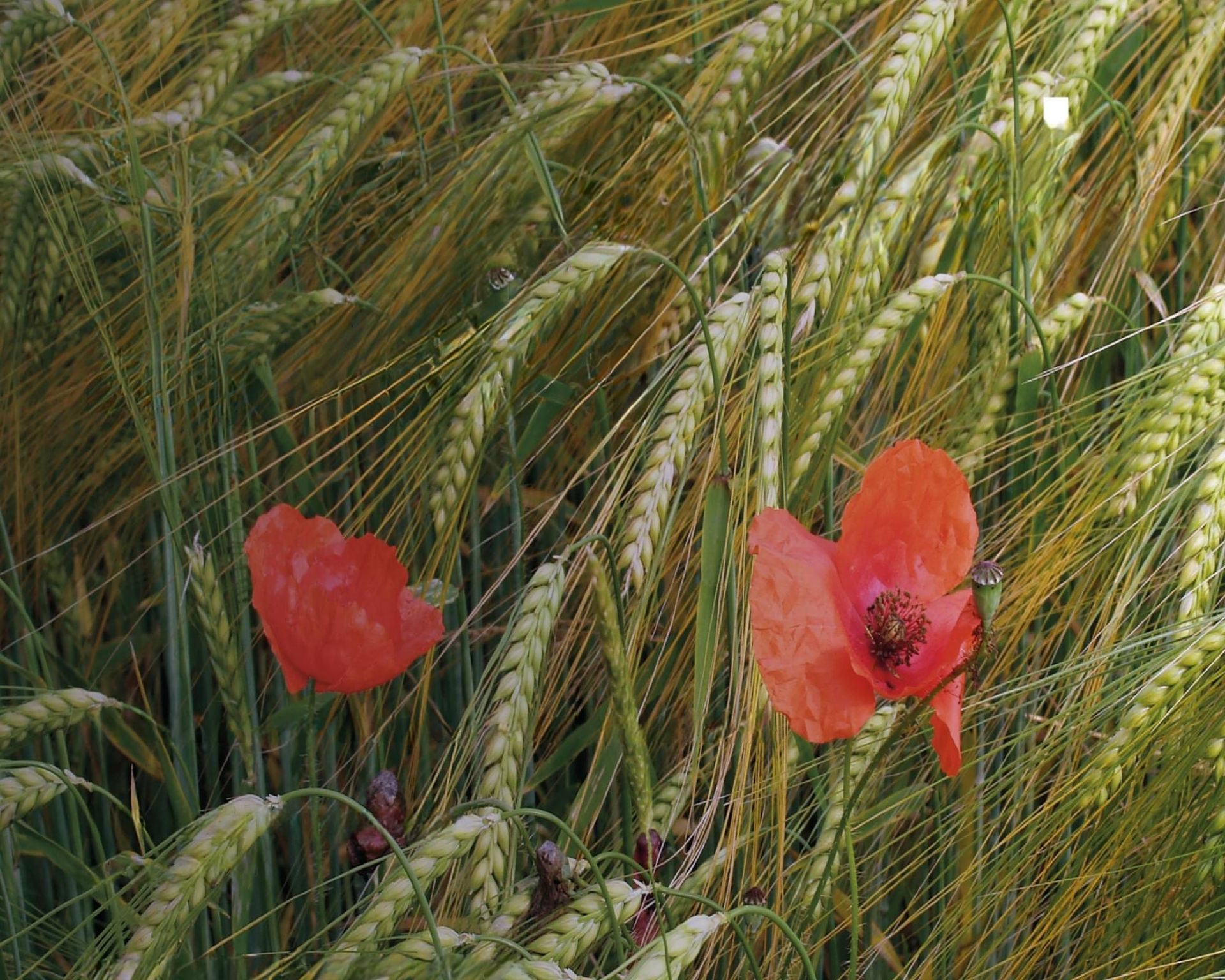 la flora infestante dei coltivi evento museo scienze naturali