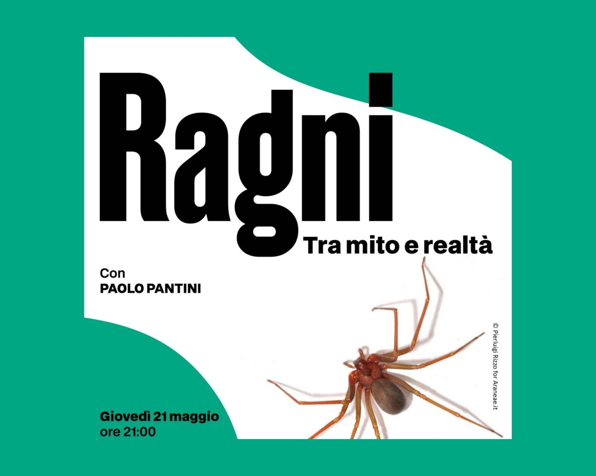 ragni tra mito e realtà