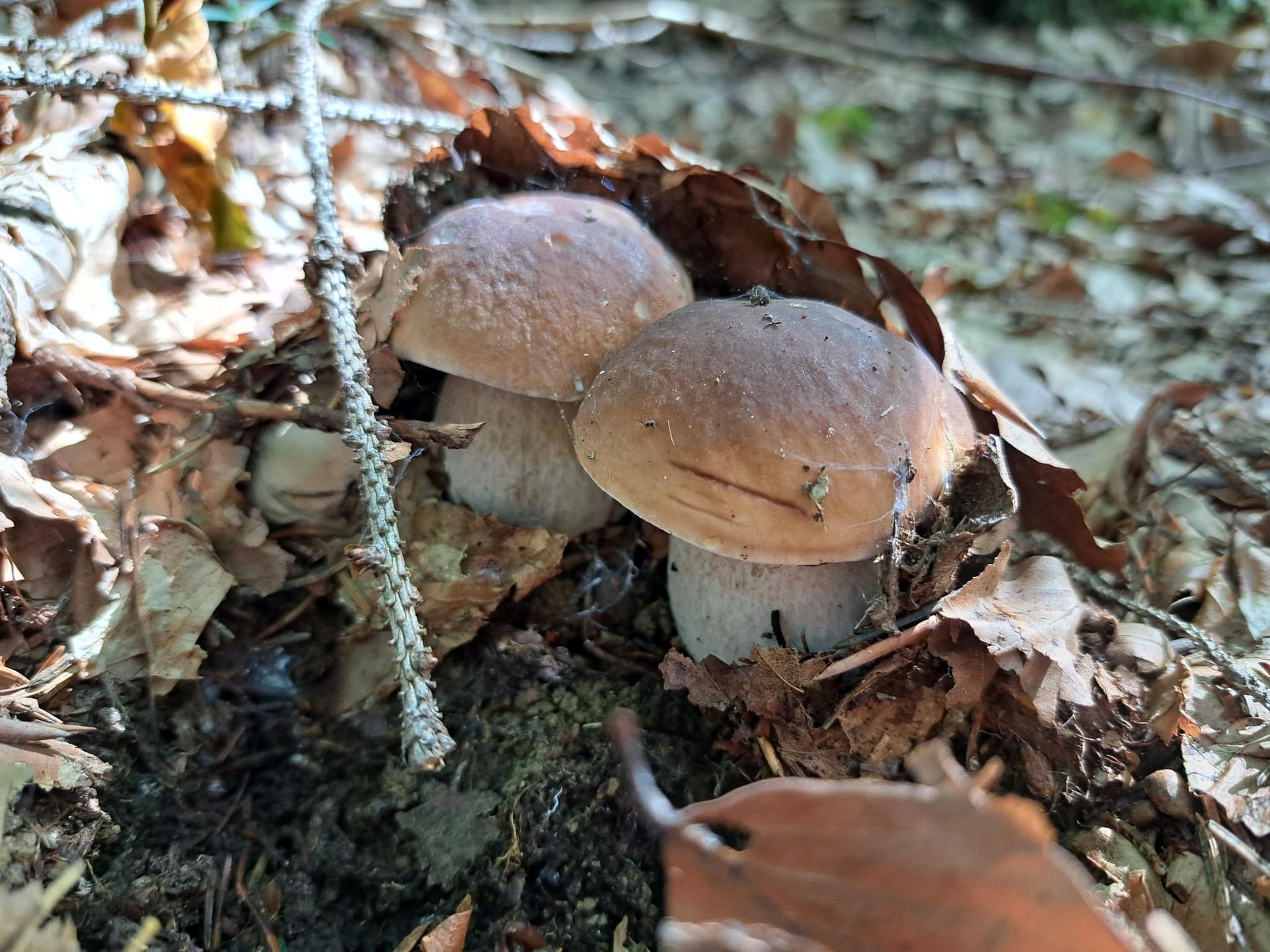 Coppia di funghi porcini nel sottobosco