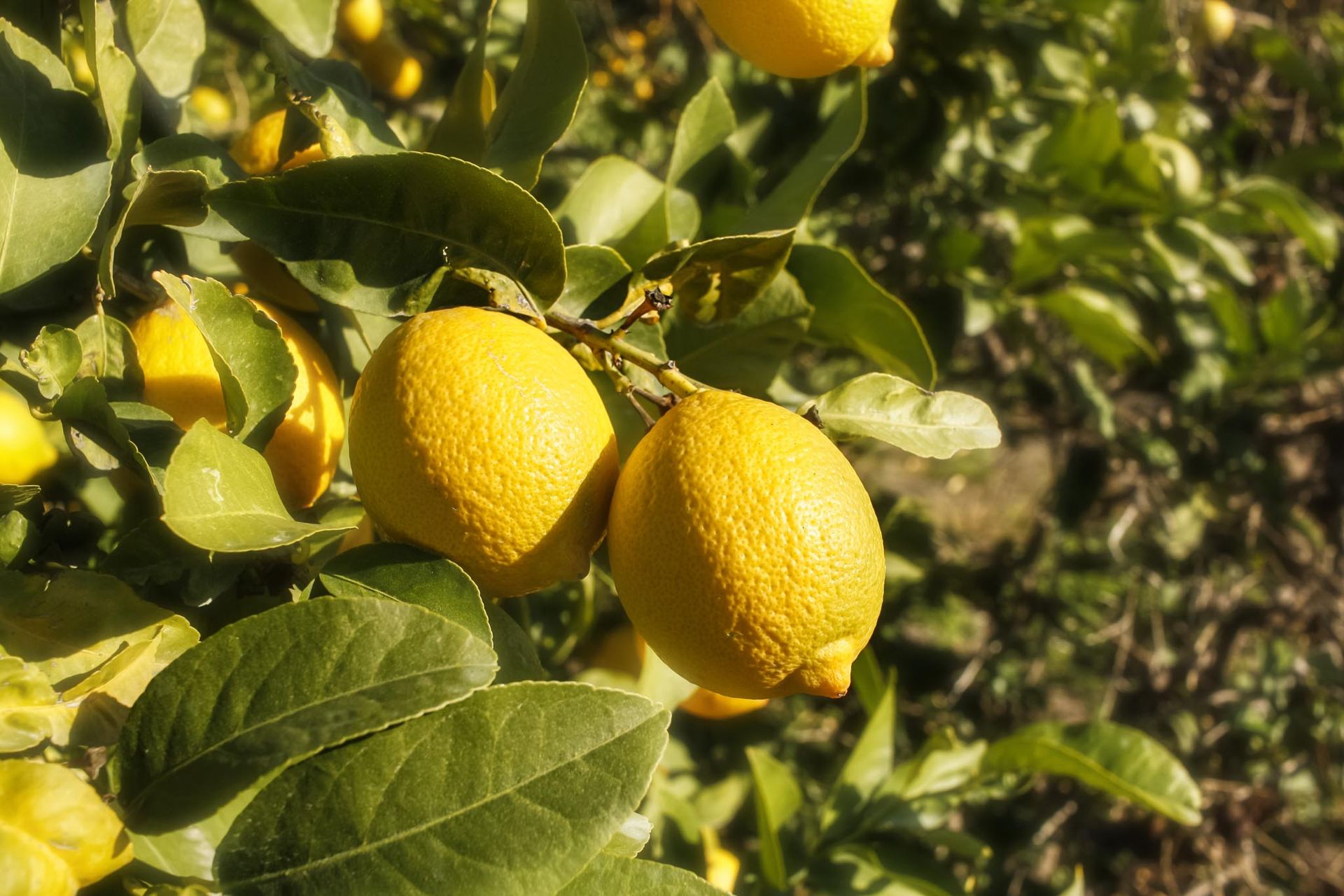 Limoni sul ramo di un albero