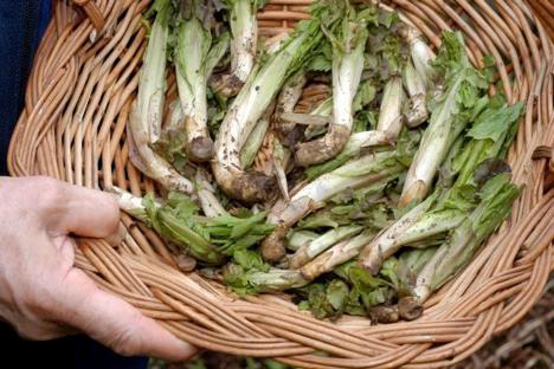 Erba selvatica primaverile tipica dei pascoli alpini 