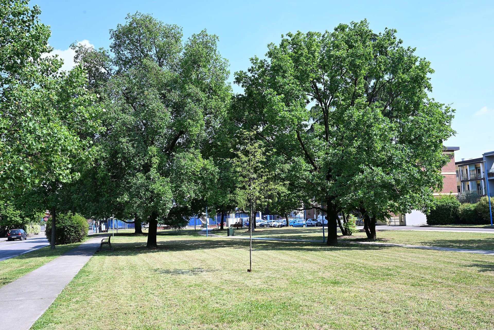 Foto parco con alberi verdi