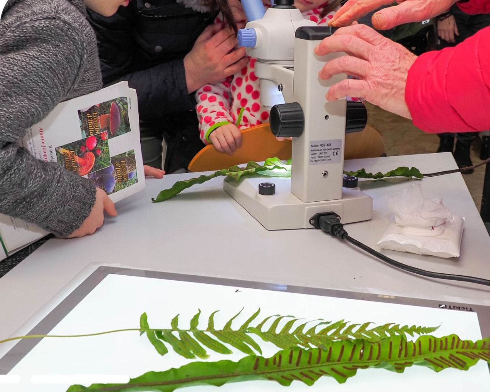 Museo scienze naturali laboratorio brescia 