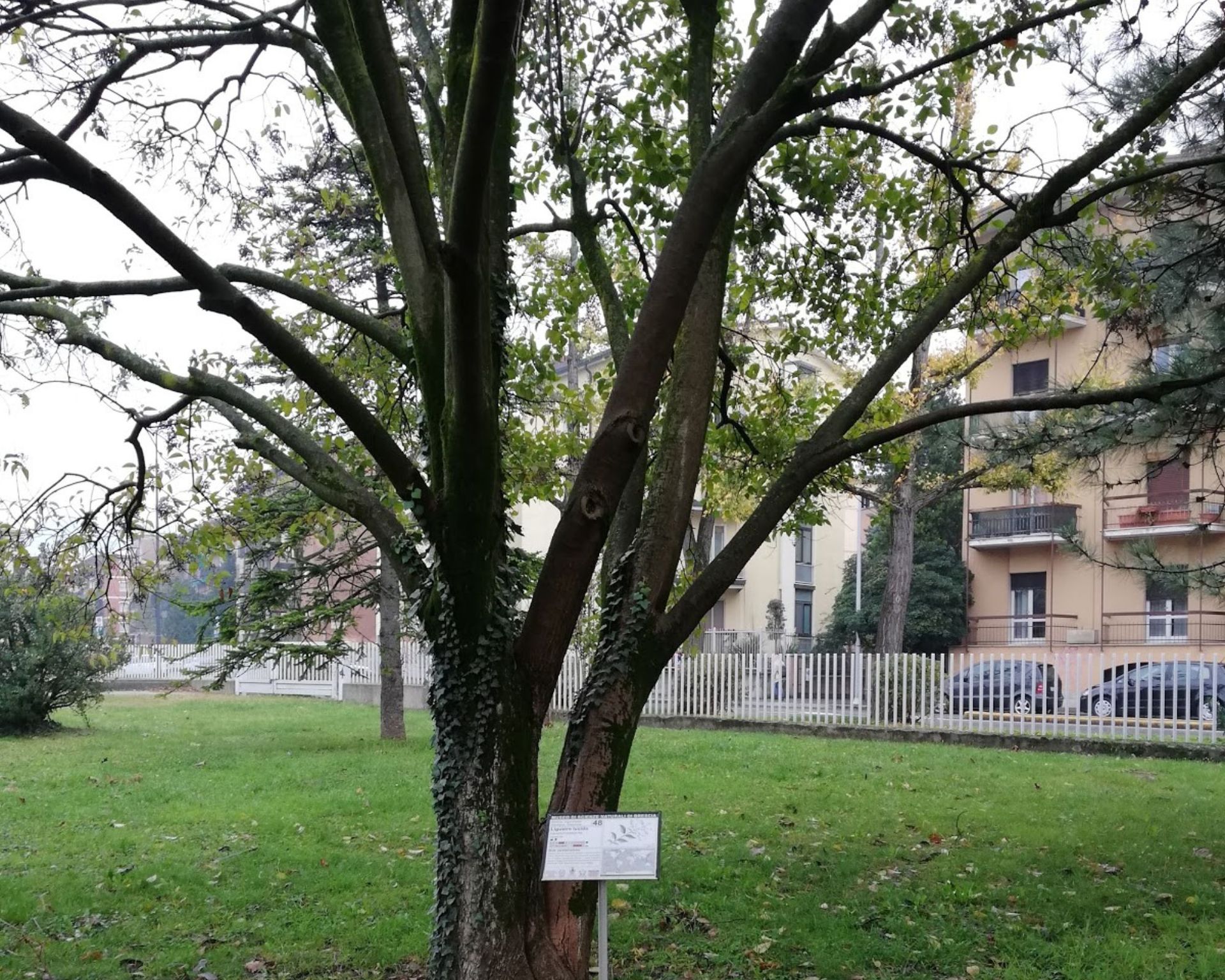 Museo scienze naturali brescia 