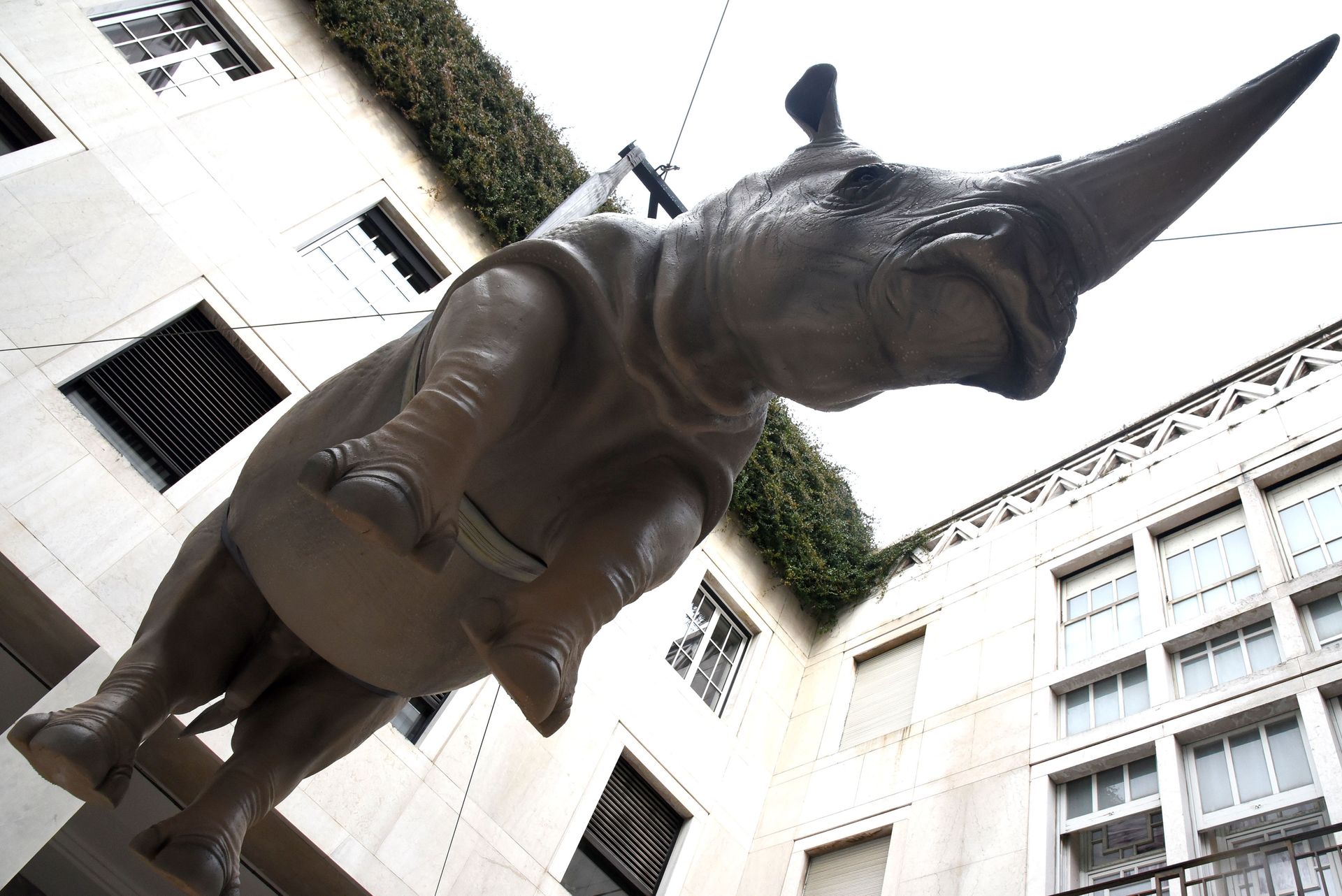 Rinoceronte sospeso Piazza Vittoria 