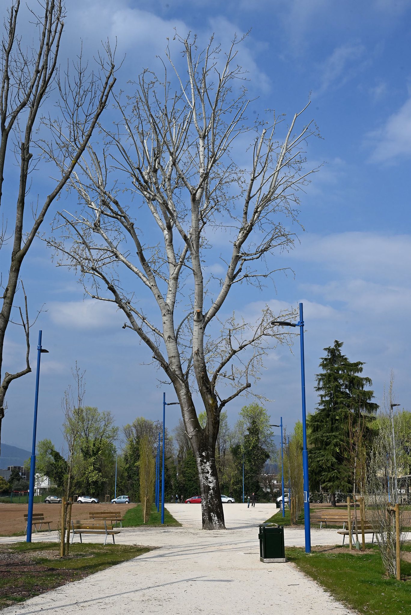 Grande albero presente al Parco della Resistenza