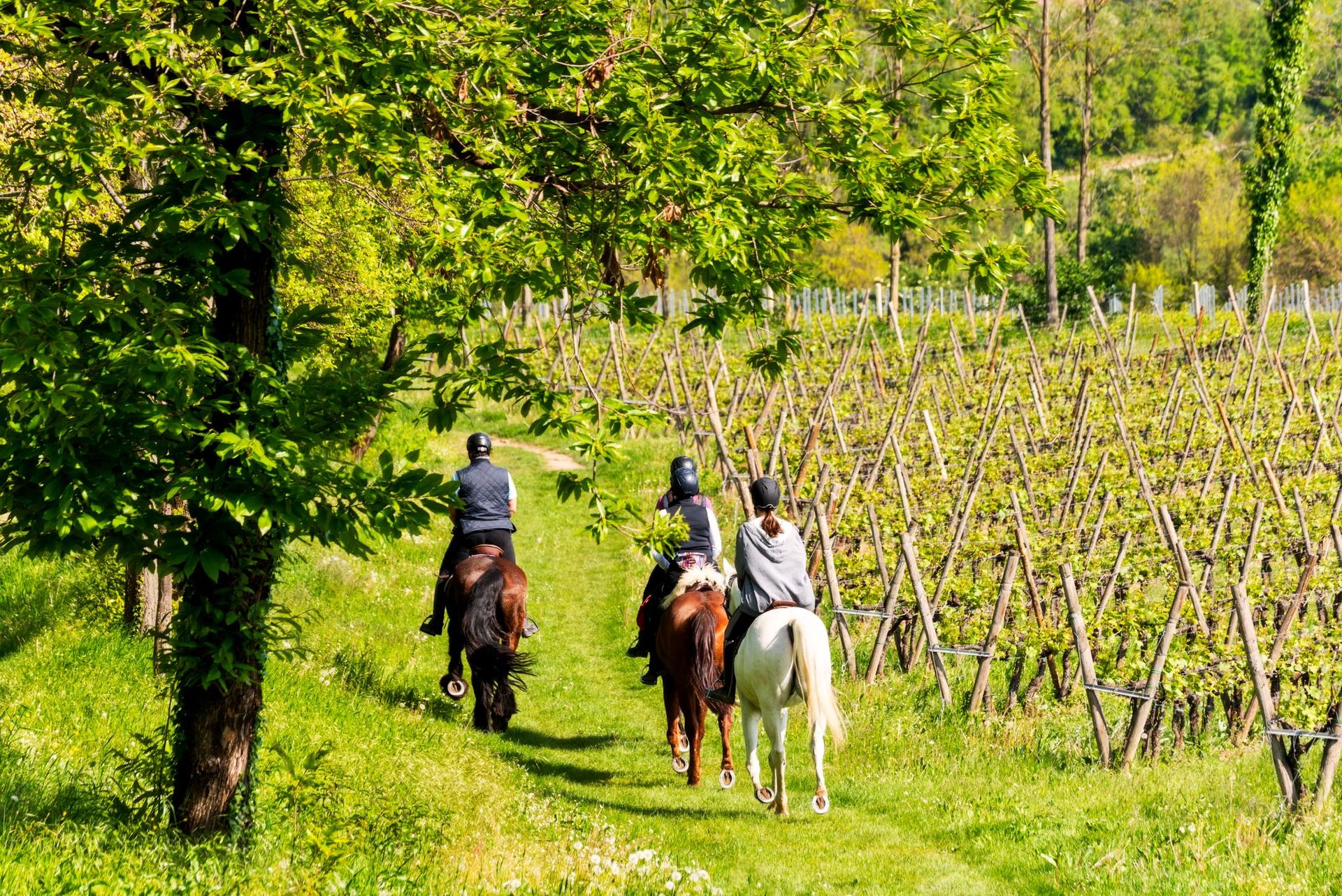 Passeggiata a cavallo tra le vigne della Franciacorta