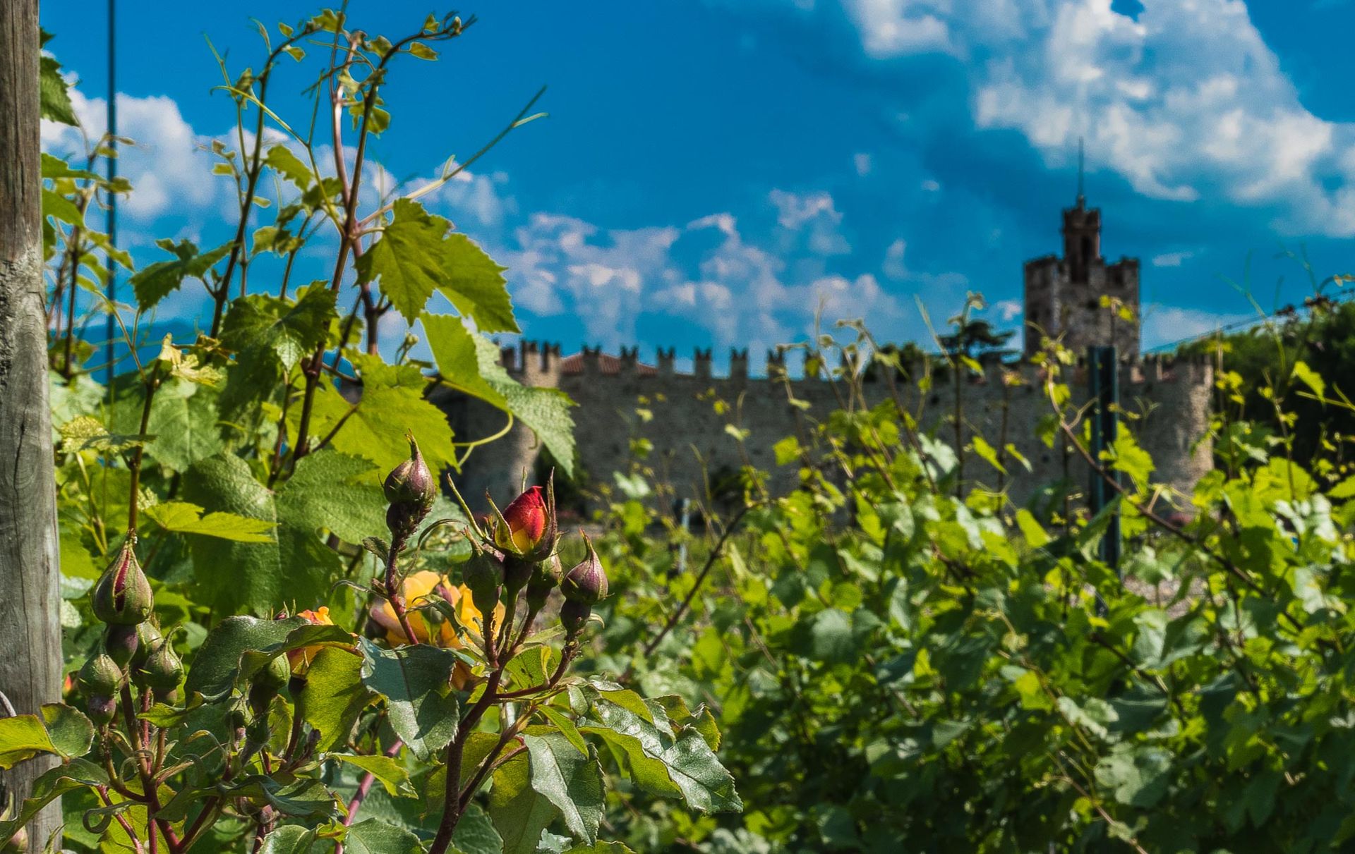 Scorcio della Franciacorta tra rose e vigne
