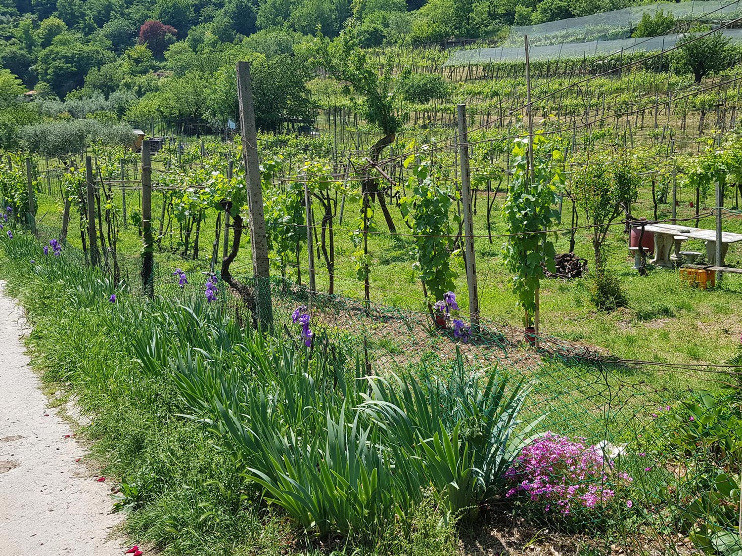 Percorso 1 della Maddalena, tra le vigne