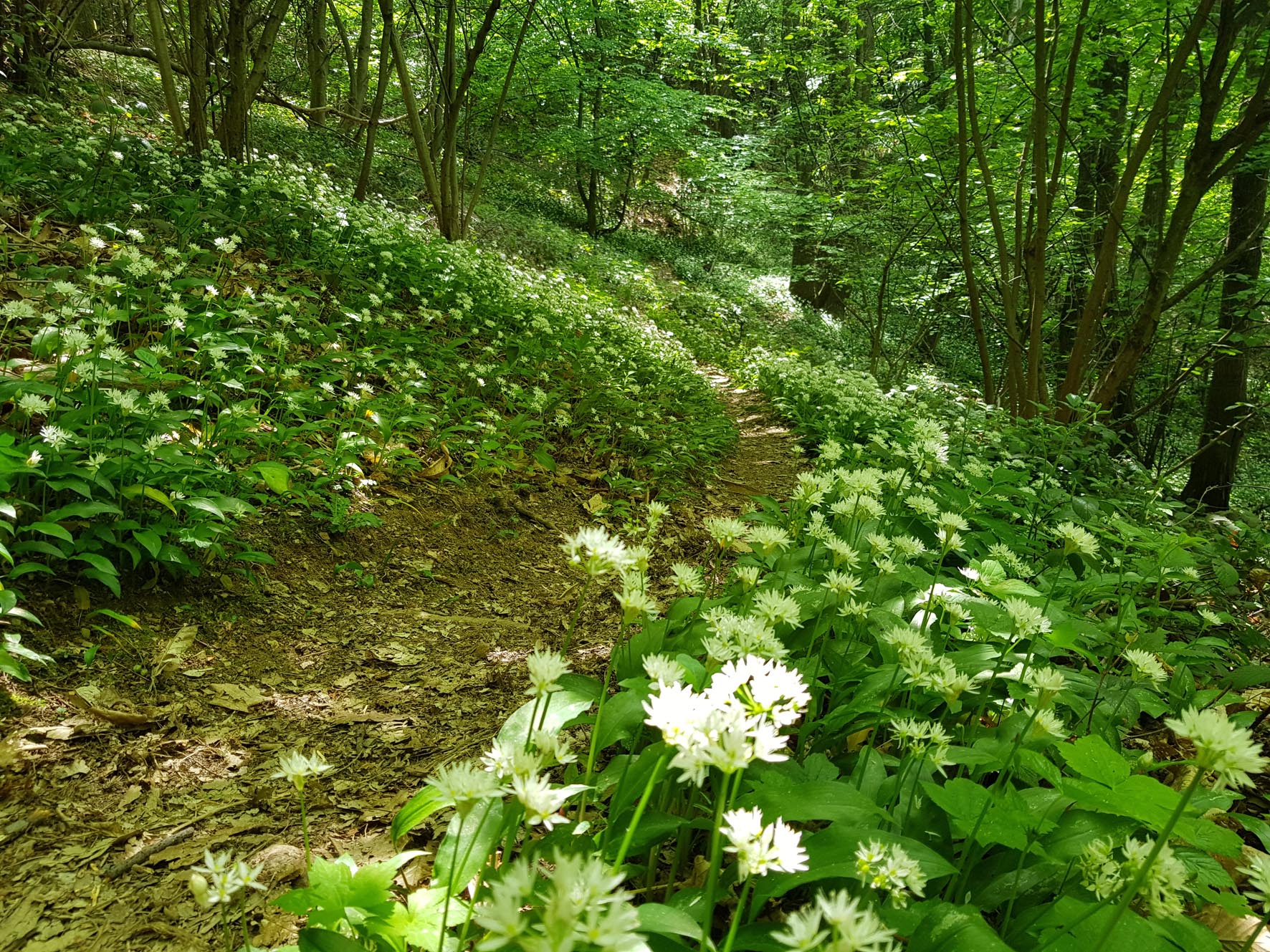 Percorso 10 della Maddalena, sentiero tra i boschi
