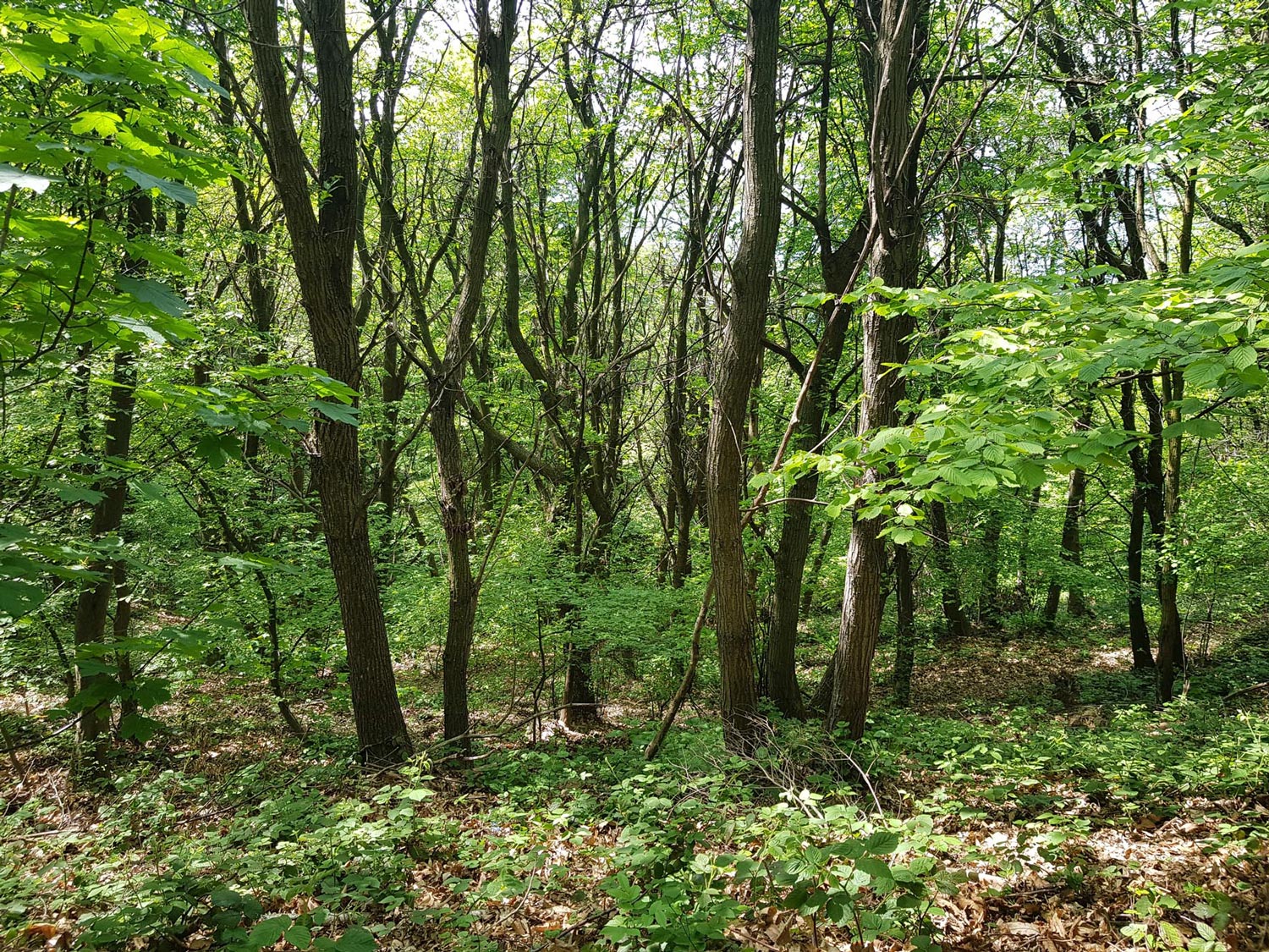 Percorso 12 della Maddalena