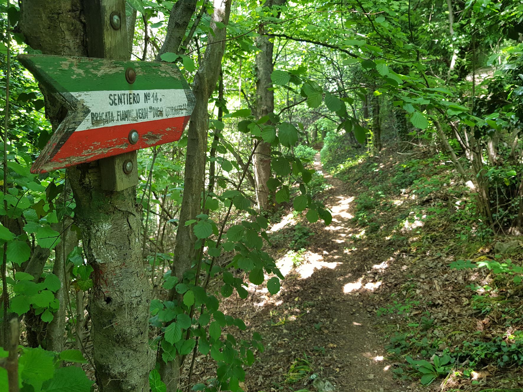 Sentiero 14 della Maddalena, vista del bosco