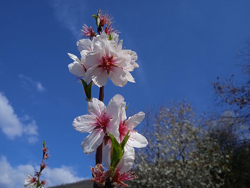 Percorso 9 della Maddalena, dettaglio di un fiore