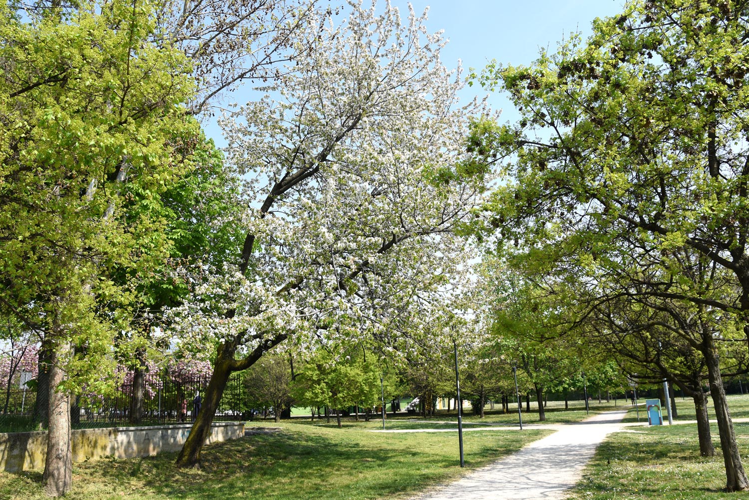 Parco Pescheto di Brescia a primavera con alberi in fiore