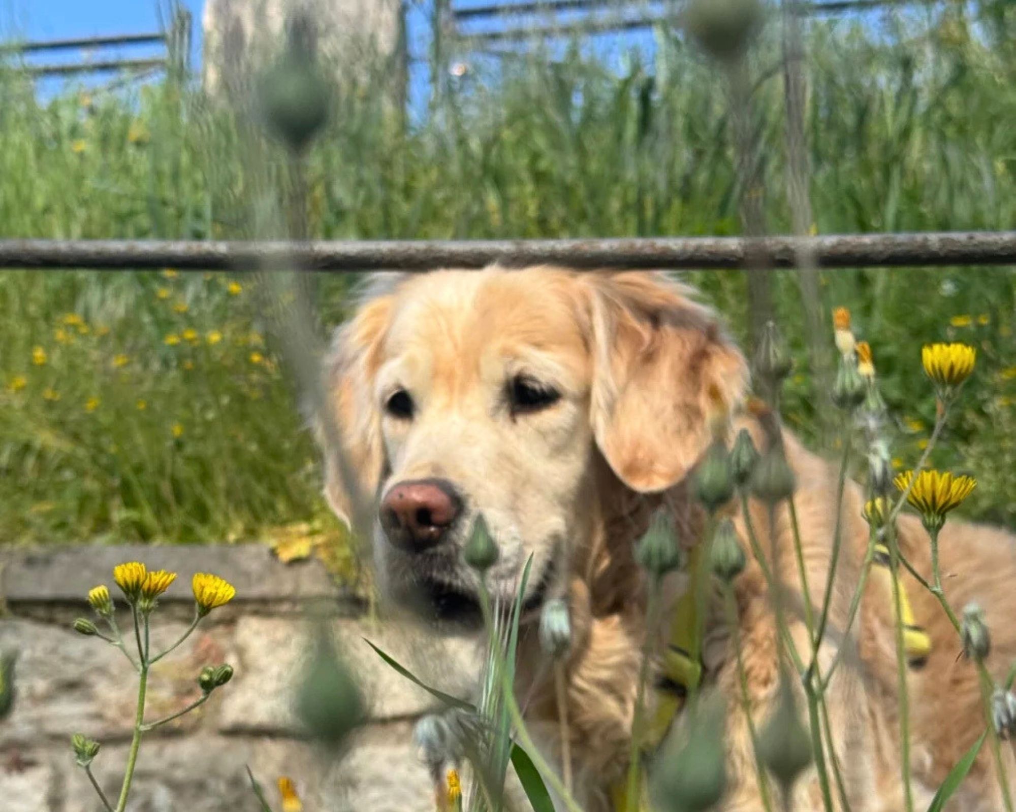 We Dog Castello 2026 — Cultura a Brescia, Castello di Brescia